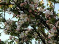 Pink spring flowers on apple branches Royalty Free Stock Photo
