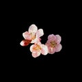 Pink spring flowers on a black background. Delicate apple or plum flowers and bud, isolated in the middle of the image Royalty Free Stock Photo