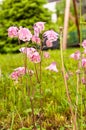 Pink, spring flowers, in bloom, on a rainy, cold, April day Royalty Free Stock Photo