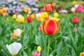 Multi coloured tulips on nature background. Keukenhof-Holland