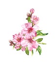 Pink spring flowers. Cherry blossom, almond, apple, sakura. Watercolor