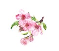 Pink spring flowers. Cherry blossom, almond, apple, sakura. Watercolor