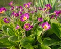 Pink spring flowers in the garden. Blooming Primula or Primrose