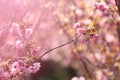 Pink spring flowers with many light spheres