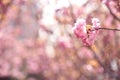 Pink spring flowers with many light spheres