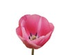 Pink spring flowers in nature, Early spring flowers. The first tulips blooming. Royalty Free Stock Photo