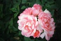 Pink spring flowers roses Royalty Free Stock Photo