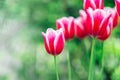 Pink spring flowers. Pink tulips close-up in a spring blooming garden.Floral pink background. Spring pink flowers Royalty Free Stock Photo