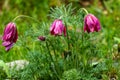 Pink spring flowers in wet green grass with blurry background Royalty Free Stock Photo