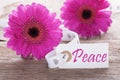 Pink Spring Gerbera, Label, Text Peace