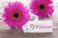 Pink Spring Gerbera, Label, Text Welcome