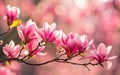 Pink spring magnolia flowers branch Royalty Free Stock Photo