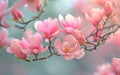 Pink spring magnolia flowers branch Royalty Free Stock Photo