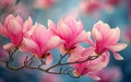 Pink spring magnolia flowers branch Royalty Free Stock Photo