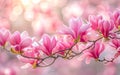 Pink spring magnolia flowers branch Royalty Free Stock Photo