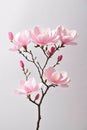 Pink spring magnolia flowers branch Royalty Free Stock Photo