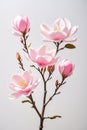 Pink spring magnolia flowers branch Royalty Free Stock Photo