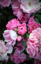 Pink spring roses Royalty Free Stock Photo