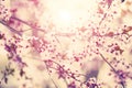 Spring tree flowers in blossom Royalty Free Stock Photo