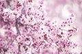 Spring tree flowers in blossom Royalty Free Stock Photo