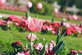 Pink spring Tulip in the Park Royalty Free Stock Photo