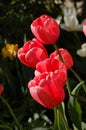 Pink Spring Tulips