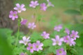 Pink Spring Wildflowers Royalty Free Stock Photo