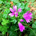 Pink spring wildflowers after rain with drops of wather all over them.