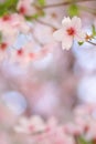 Pink springtime blossom with a beautiful smooth bokeh