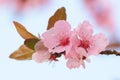 Pink springtime blossom with a blue background