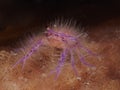 Pink Squat Lobster Royalty Free Stock Photo