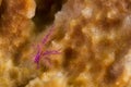 Pink Squat Lobster Royalty Free Stock Photo
