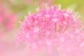 Pink Star Cluster flowers blooming (Pentas lanceolata)