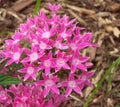 Pink Star Flowers Over Mulch