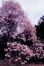 Pink Star Magnolia 61939