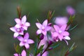 Pink star shaped flowers of the Australian native waxflower Crowea exalata, family Rutaceae