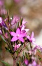 Pink star shaped flowers of the Australian native waxflower Crowea exalata, family Rutaceae Royalty Free Stock Photo