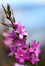 Pink star shaped flowers of the Australian native waxflower Crowea exalata, family Rutaceae Royalty Free Stock Photo