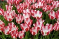 Pink Star Tulips 811868