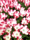 Pink Star Tulips 827416
