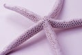 Pink Starfish Royalty Free Stock Photo