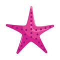 pink starfish animal