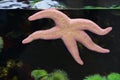 Pink starfish in aquarium Royalty Free Stock Photo