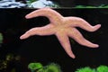Pink starfish in aquarium Royalty Free Stock Photo