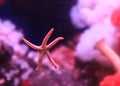 Pink starfish in an aquarium Royalty Free Stock Photo