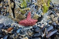Pink Starfish During Low Tide on Whidbey Island