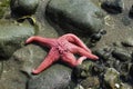 Pink Starfish on the Beach
