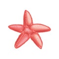 pink starfish sea life
