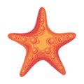 pink starfish sea life