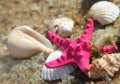 Pink starfish and shells on the beach